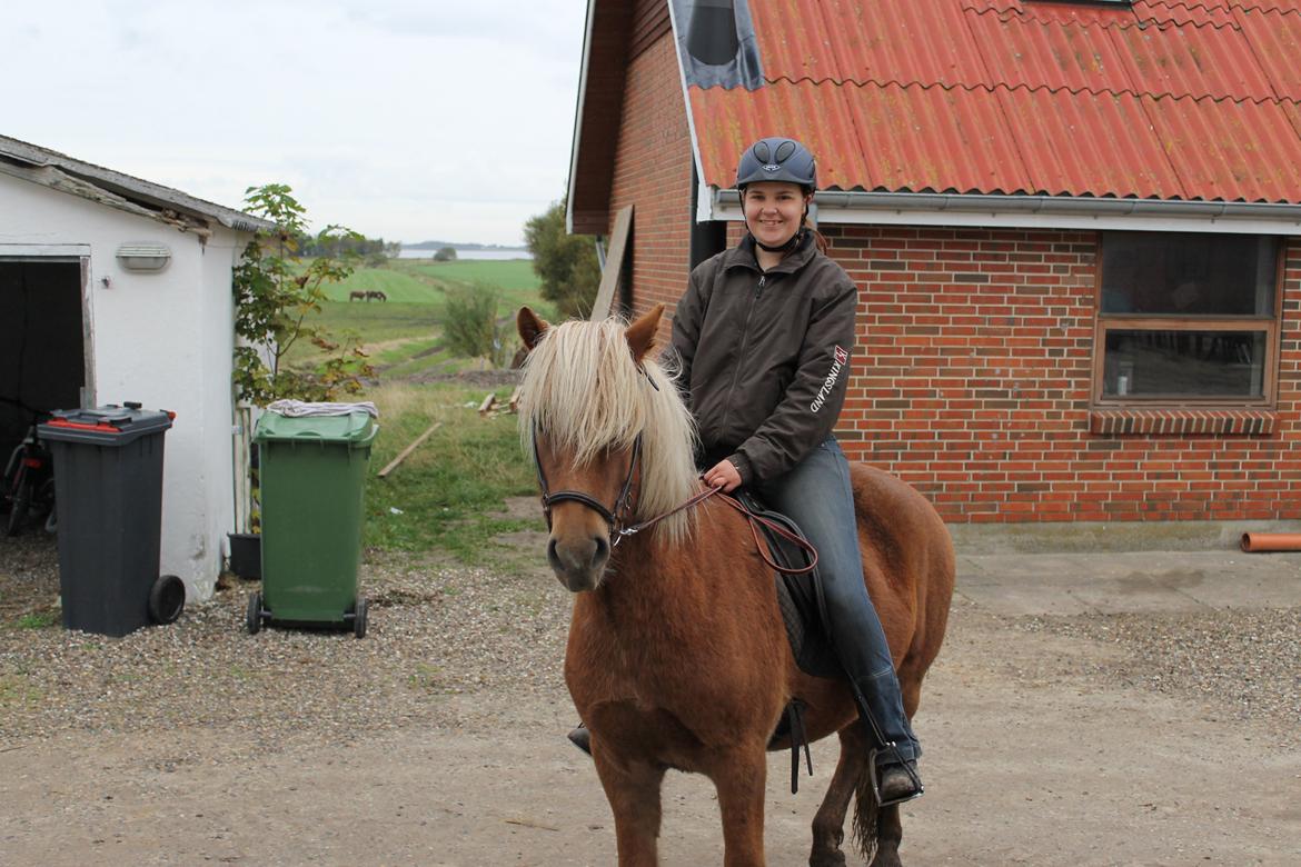 Islænder Stjarni fra Ragnarok - Anden gang jeg sidder på ham 2012 billede 13