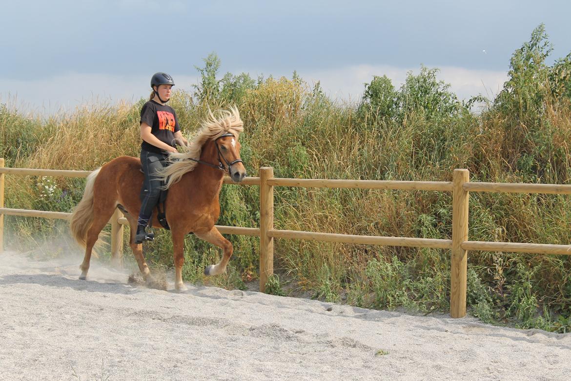 Islænder Stjarni fra Ragnarok - Tölt til stævne 2013 billede 20