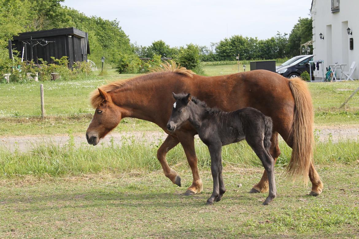 Islænder Spök fra Nørholm - Velkommen til Spök´s profil. Her er hun 1 dag gammel billede 1