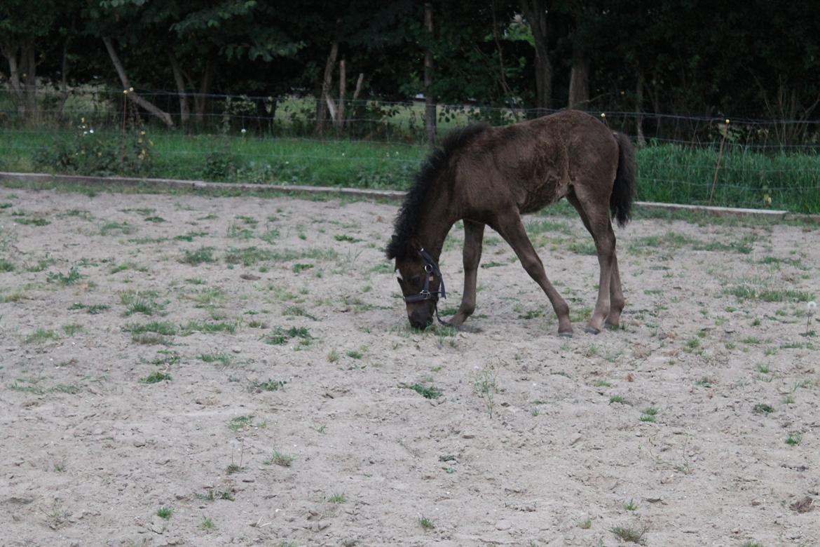 Islænder Spök fra Nørholm - 1 måned og 18 dage, går på banen, mens Sandra bliver redet billede 12