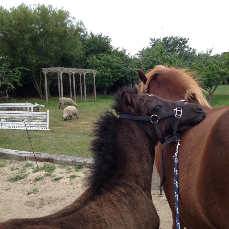 Islænder Spök fra Nørholm - 1 måned og 22 dage billede 13
