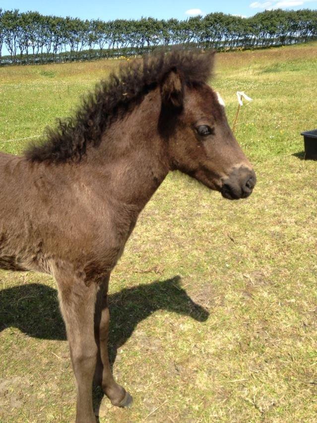 Islænder Spök fra Nørholm - 1 måned billede 9
