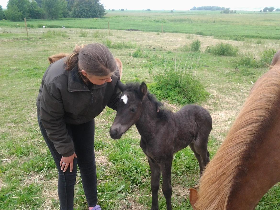 Islænder Spök fra Nørholm - 2 dage gammel. billede 4
