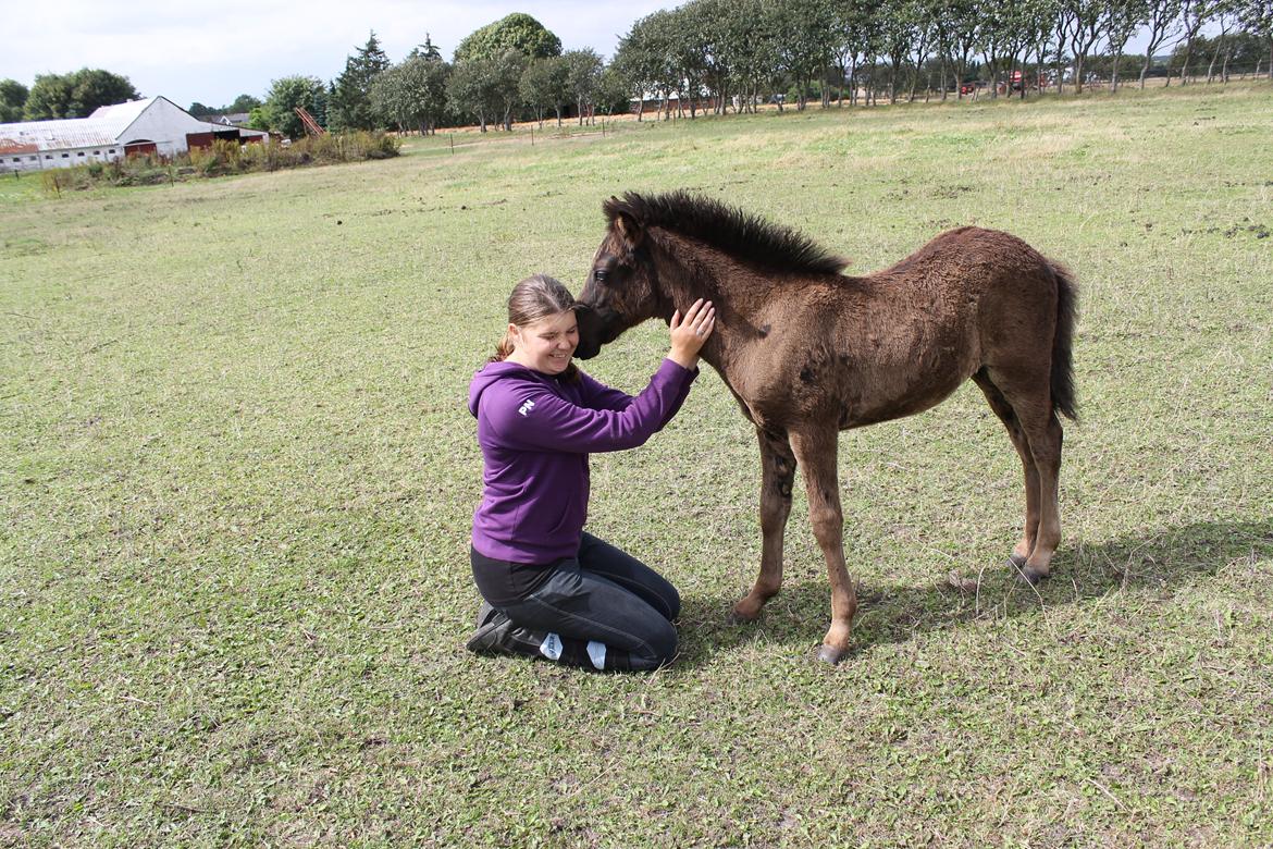 Islænder Spök fra Nørholm - 2 måneder og 8 dage. Ikke til at slippe for ude på marken billede 14
