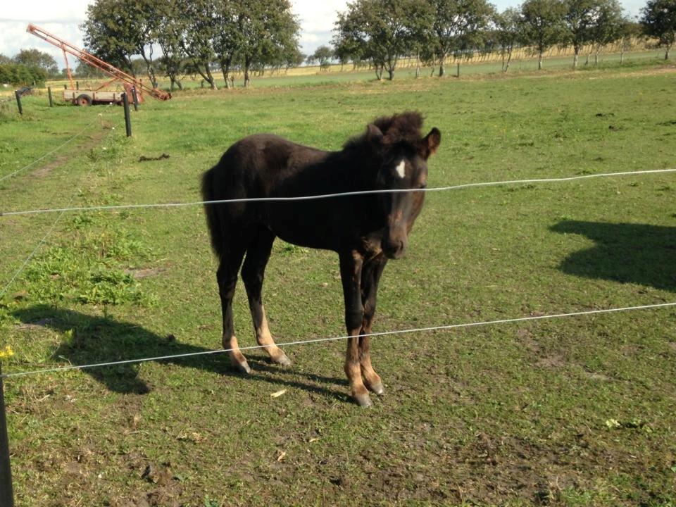 Islænder Spök fra Nørholm - 2 måneder og 18 dage billede 15