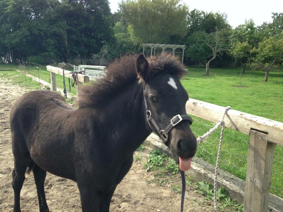 Islænder Spök fra Nørholm - 3 måneder, bliver bundet og striglet. billede 16