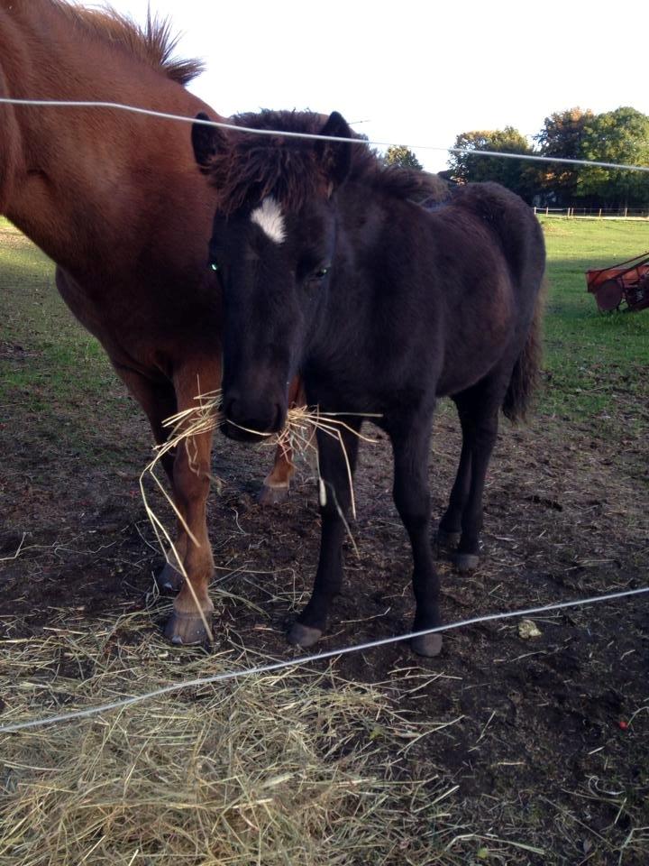 Islænder Spök fra Nørholm - 4 måneder og med vinterpels. billede 17