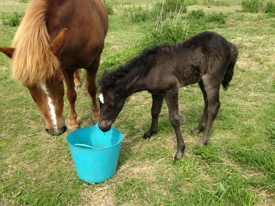Islænder Spök fra Nørholm - 5 dage, spiser sin mors foder billede 5