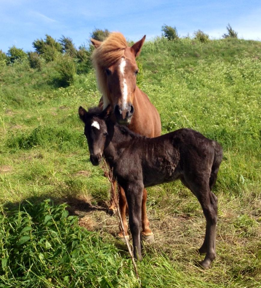 Islænder Spök fra Nørholm - 7 dage billede 6