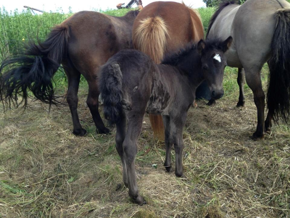 Islænder Spök fra Nørholm - 15 dage billede 7