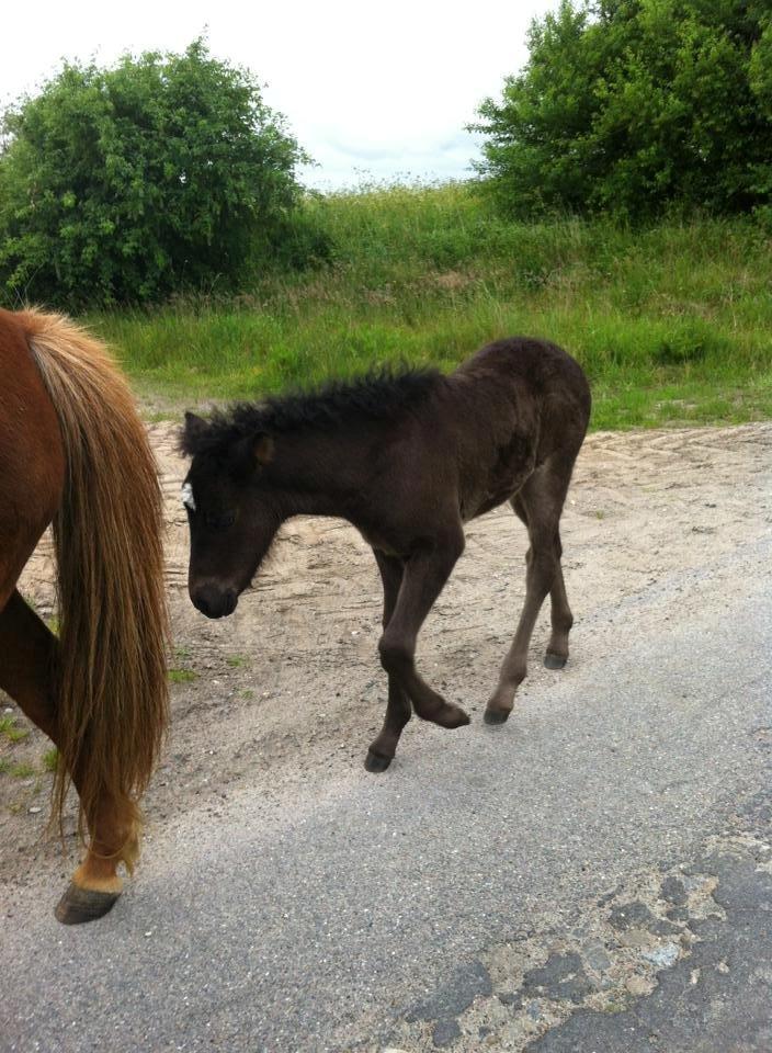 Islænder Spök fra Nørholm - 17 dage billede 8