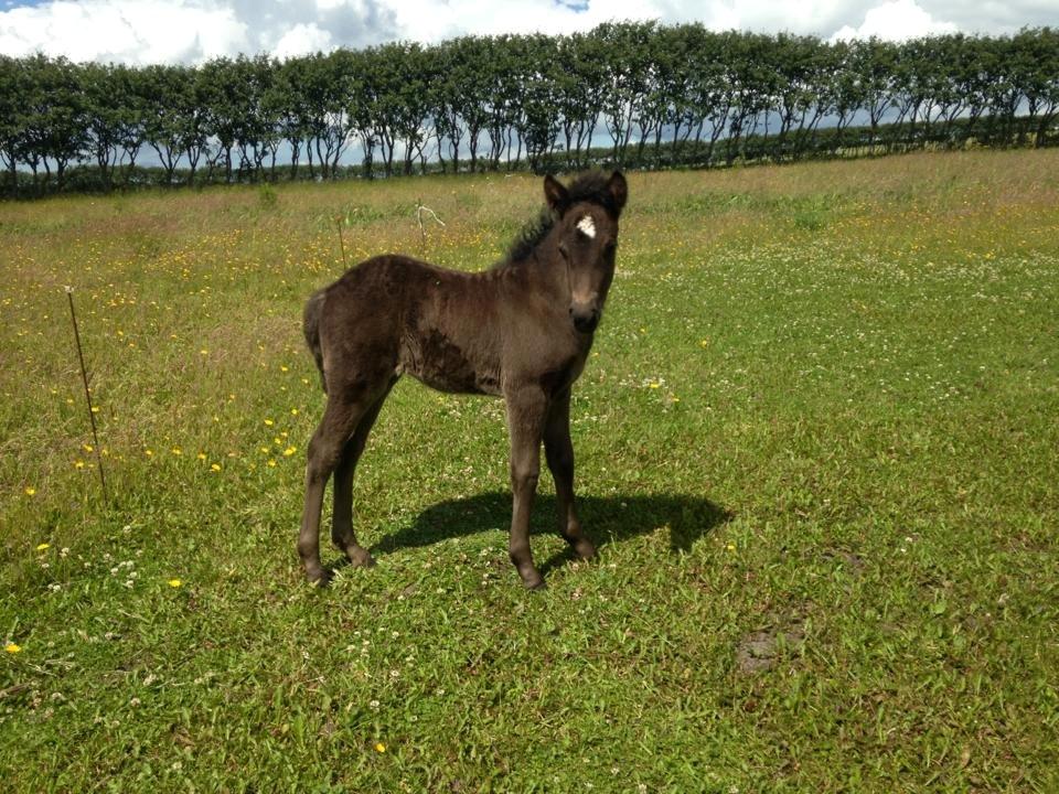 Islænder Spök fra Nørholm - 23 dage gammel billede 10
