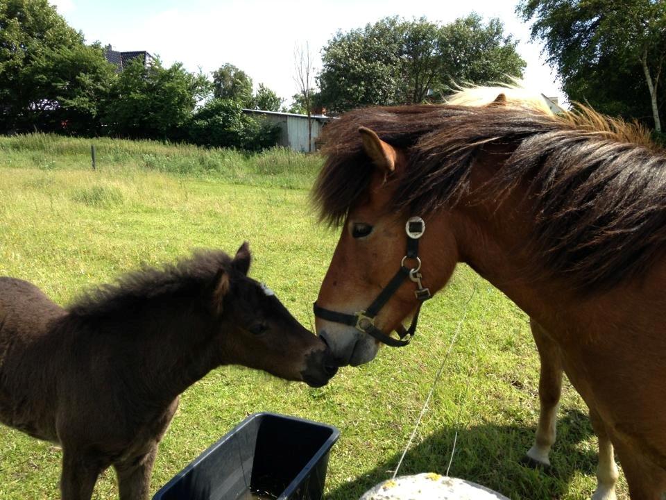 Islænder Spök fra Nørholm - 24 dage, mysser med Stefnir over hegnet. billede 11