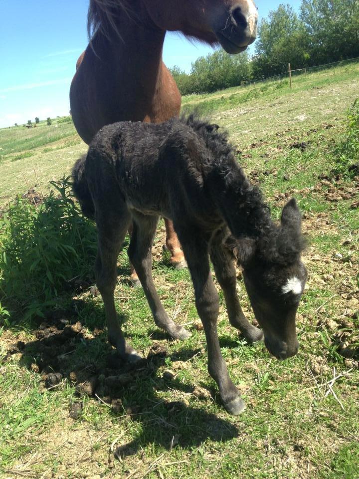 Islænder Spök fra Nørholm - Få timer gammel billede 3