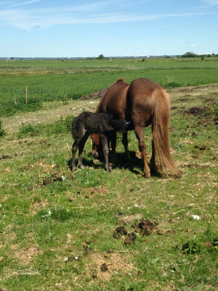 Islænder Spök fra Nørholm - Få timer gammel billede 2