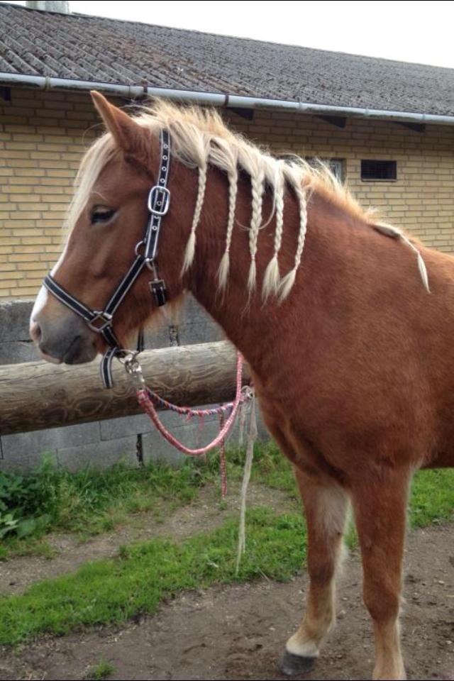 Islænder Fina!<33 - De første fletninger billede 2