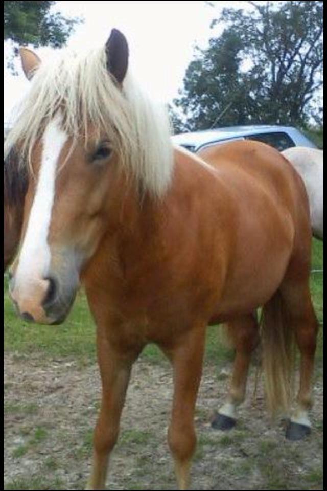 Islænder Fina!<33 - Et af de første billeder :`) billede 3