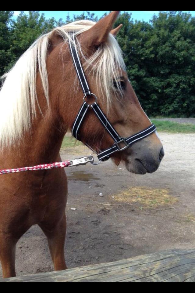 Islænder Fina!<33 - Diva har man også lov til at være billede 4