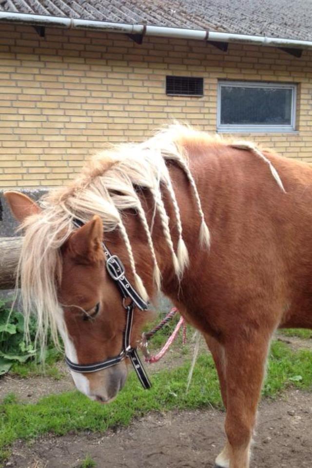 Islænder Fina!<33 - -Fletninger :)  billede 6