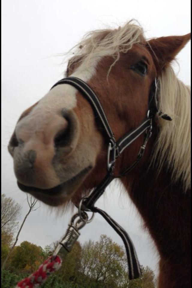 Islænder Fina!<33 - Velkommen til Fina´s profil  billede 1