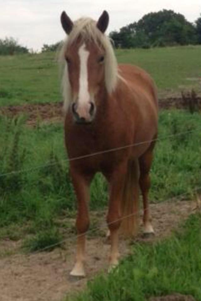 Islænder Fina!<33 - Faaarveeel :) billede 7