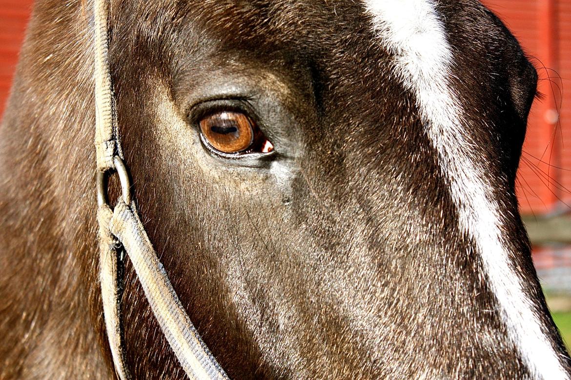 Anden særlig race Solly billede 8