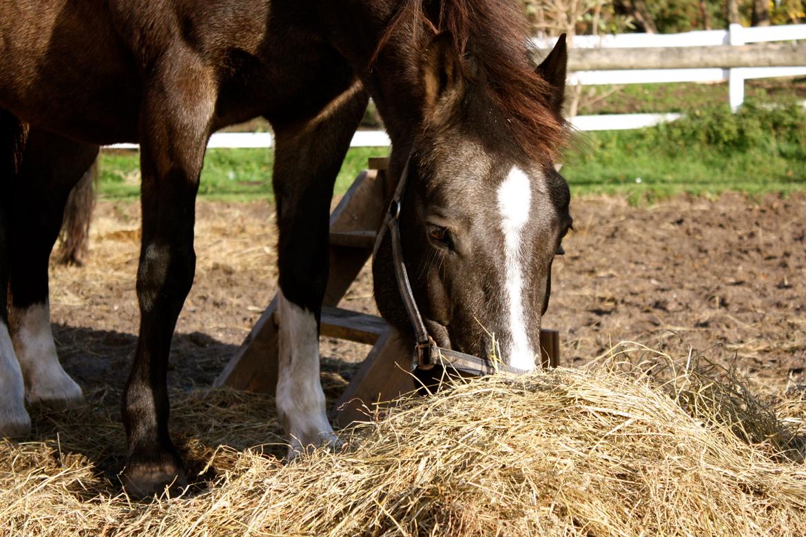 Anden særlig race Solly - Sollys sidste dag <3 24/10-13 billede 20