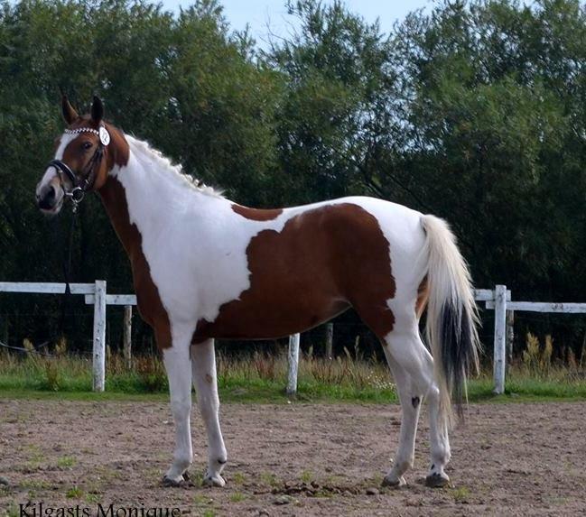 Pinto Kilgasts Monique PIN 786.(Tidligere hest) - Pinto kåring 2013. billede 1