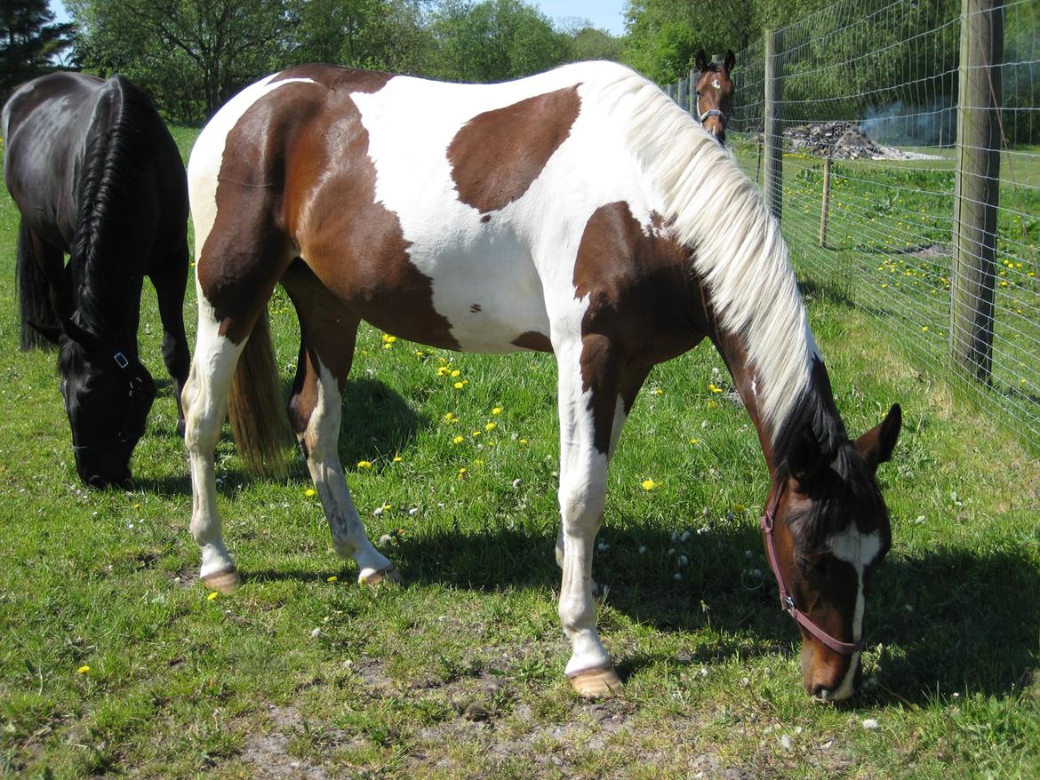 Pinto Kilgasts Monique PIN 786.(Tidligere hest) billede 2