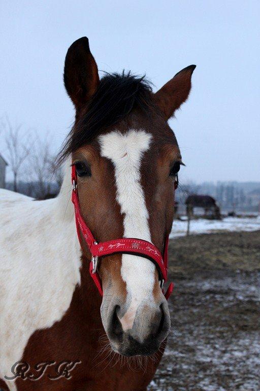 Pinto Kilgasts Monique PIN 786.(Tidligere hest) billede 3