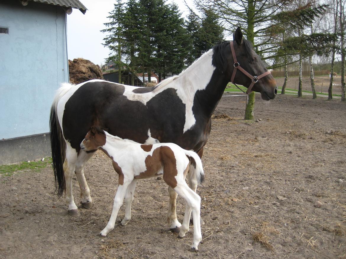 Pinto Kilgasts Monique PIN 786.(Tidligere hest) - Monique og mor. billede 4