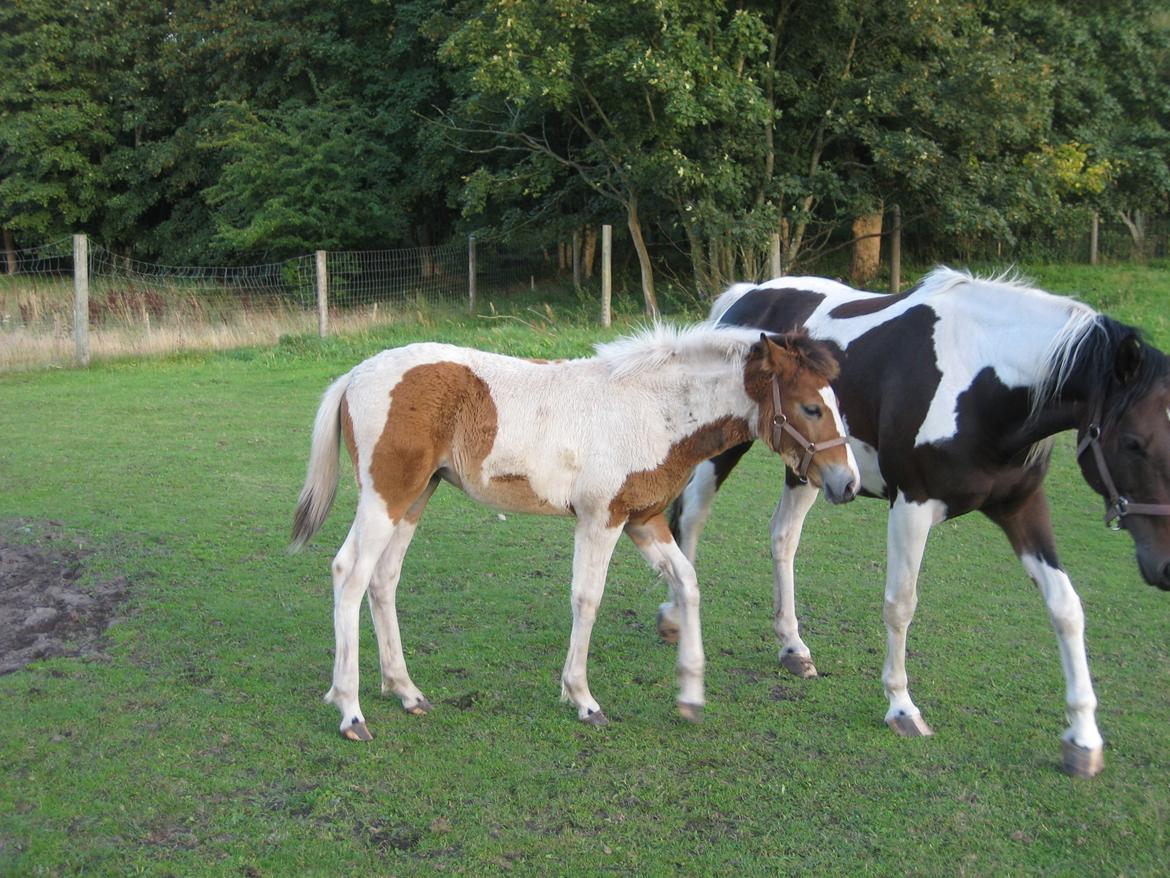 Pinto Kilgasts Monique PIN 786.(Tidligere hest) billede 5