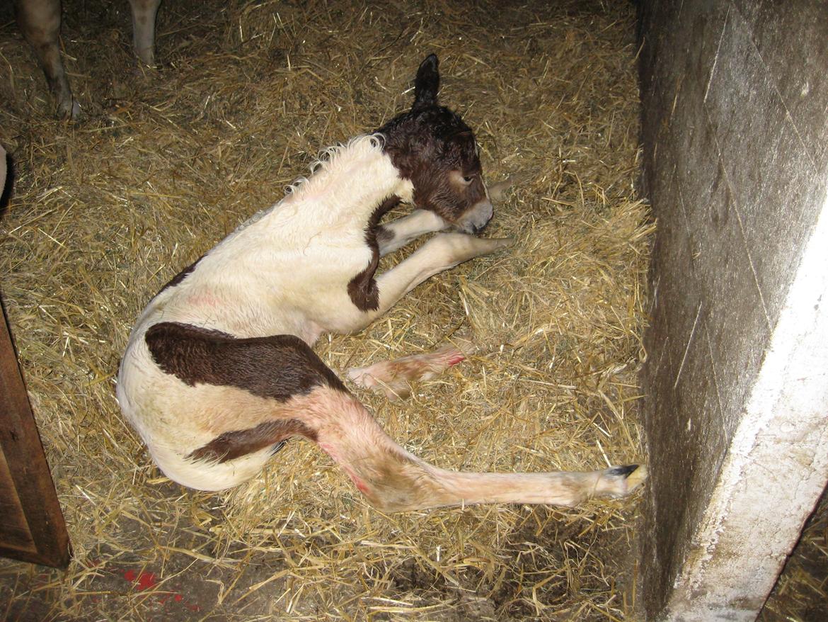 Pinto Kilgasts Monique PIN 786.(Tidligere hest) - Baby Monique. billede 6