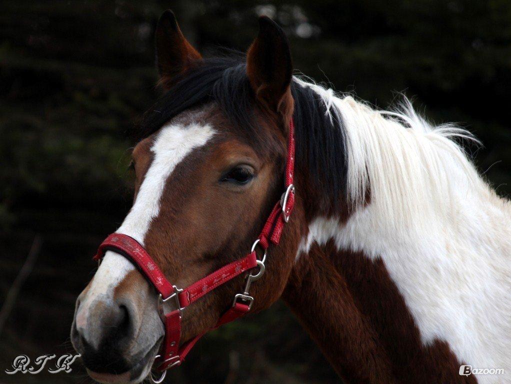 Pinto Kilgasts Monique PIN 786.(Tidligere hest) billede 7