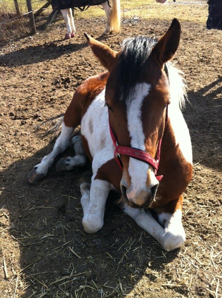 Pinto Kilgasts Monique PIN 786.(Tidligere hest) - En lur i sommer solen. billede 8