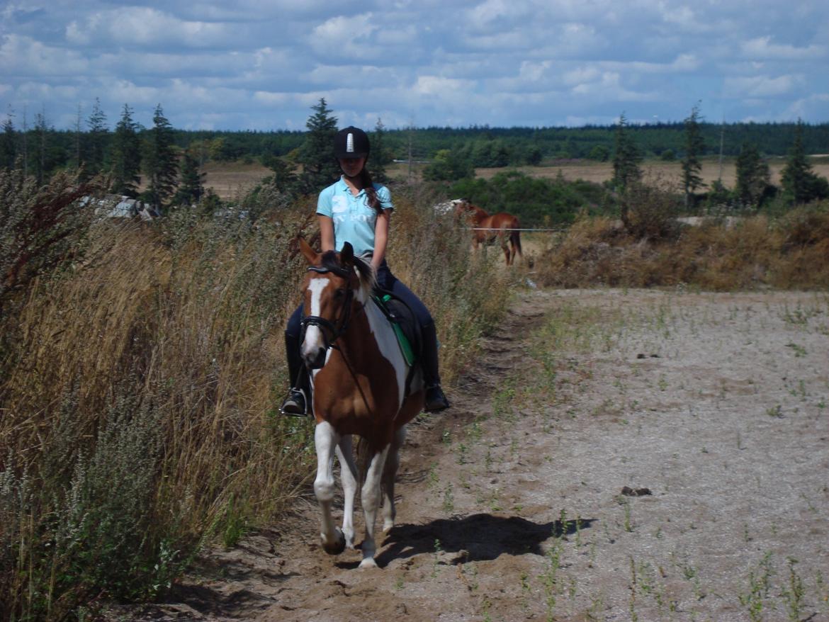 Pinto Kilgasts Monique PIN 786.(Tidligere hest) - Monique og Julie. billede 9