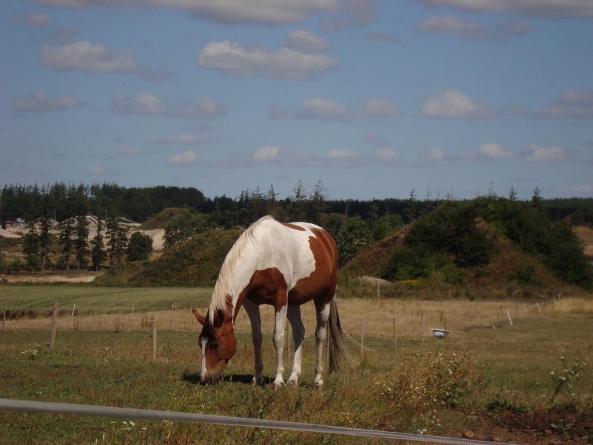 Pinto Kilgasts Monique PIN 786.(Tidligere hest) billede 10