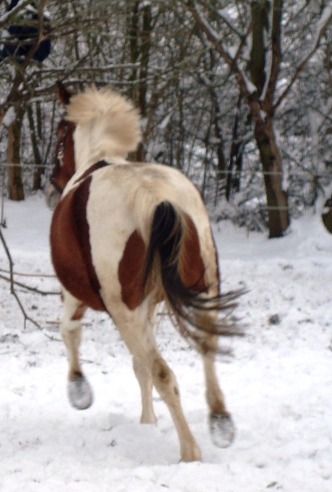 Pinto Kilgasts Monique PIN 786.(Tidligere hest) - Sne er godt. billede 11