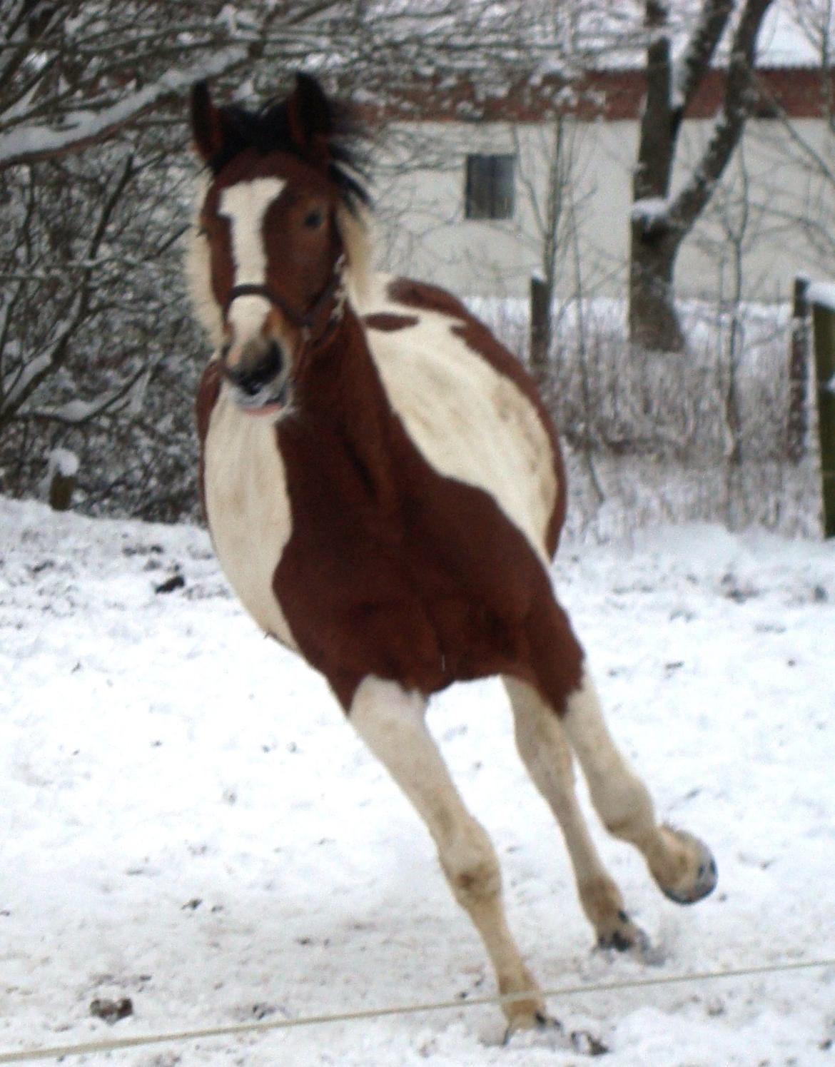 Pinto Kilgasts Monique PIN 786.(Tidligere hest) - Meget sne er rigtig godt. billede 12