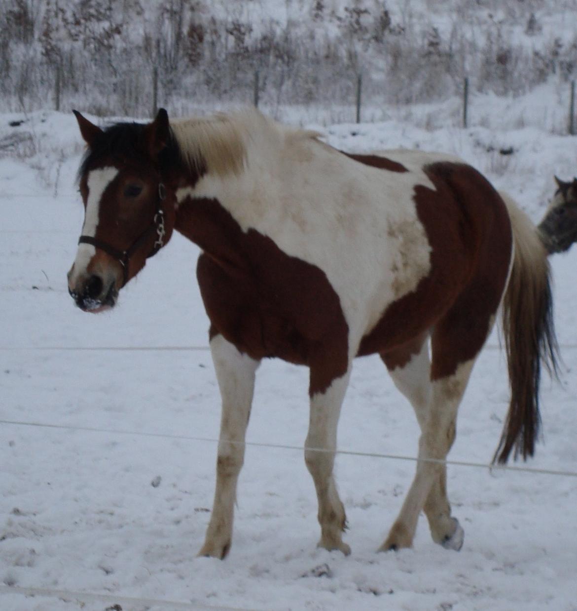 Pinto Kilgasts Monique PIN 786.(Tidligere hest) billede 13