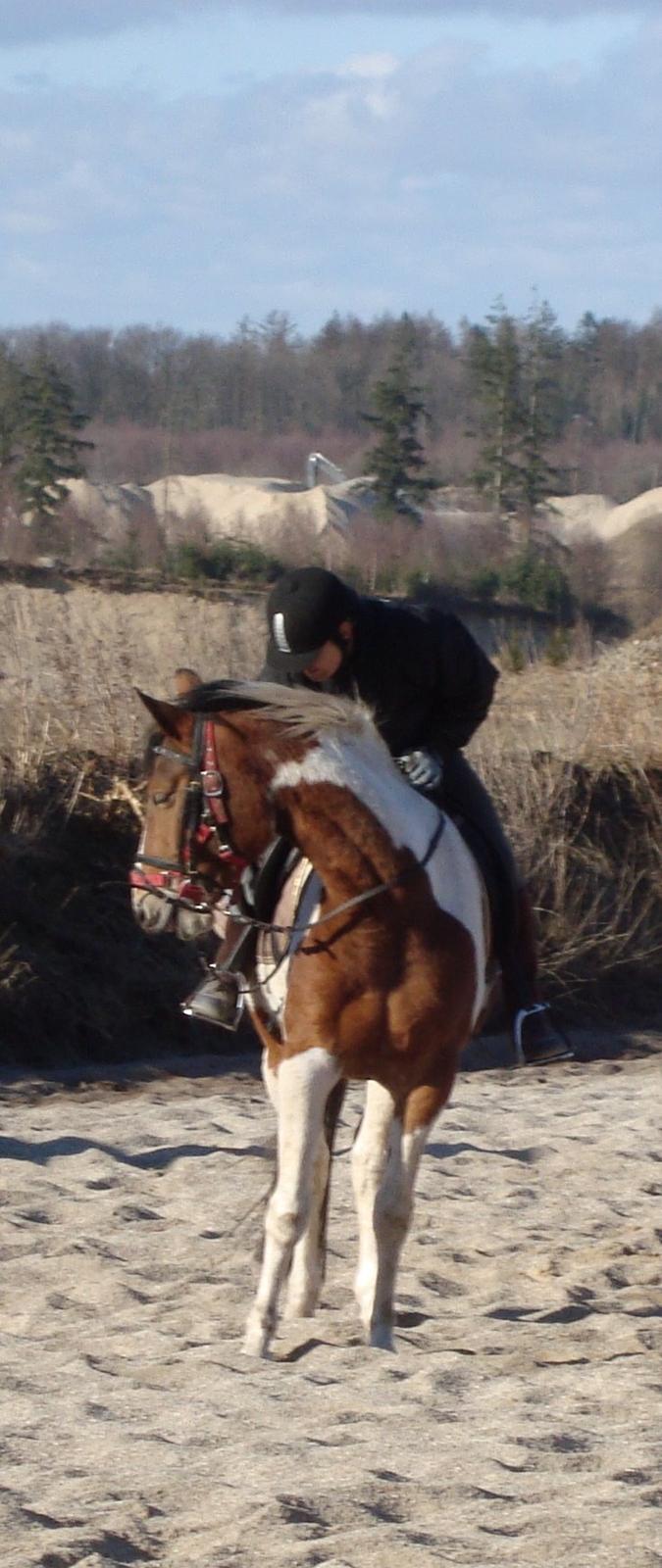 Pinto Kilgasts Monique PIN 786.(Tidligere hest) - Rytter første gang. billede 14