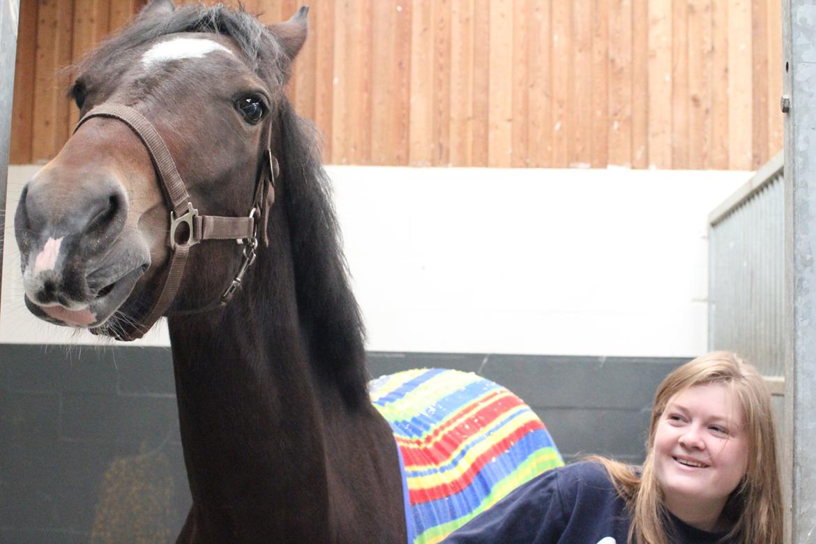 Welsh Cob (sec D) FRENDERUPGÅRDS AKITA - "Det er så svært at sige farvel, det er så svært at gå sin vej - men alle mine tanker vil alt følge dig"  -  25 oktober 2013 fik du  fred, det var bedst sådan, men jeg savner dig hvert sekund.  billede 19