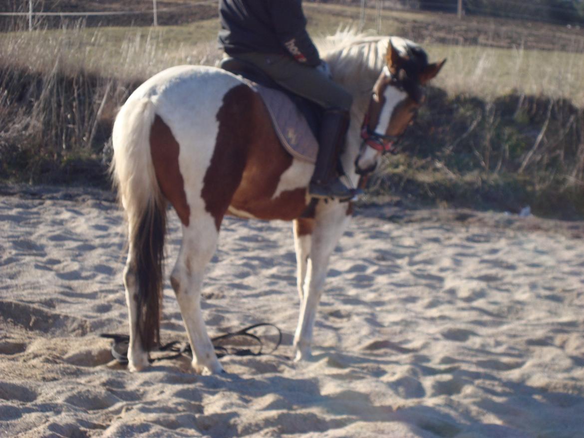 Pinto Kilgasts Monique PIN 786.(Tidligere hest) billede 15