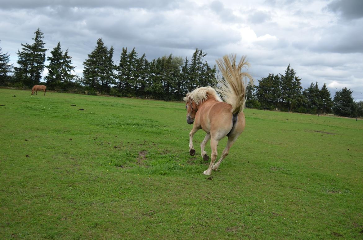 Haflinger Lille Pepsi billede 4