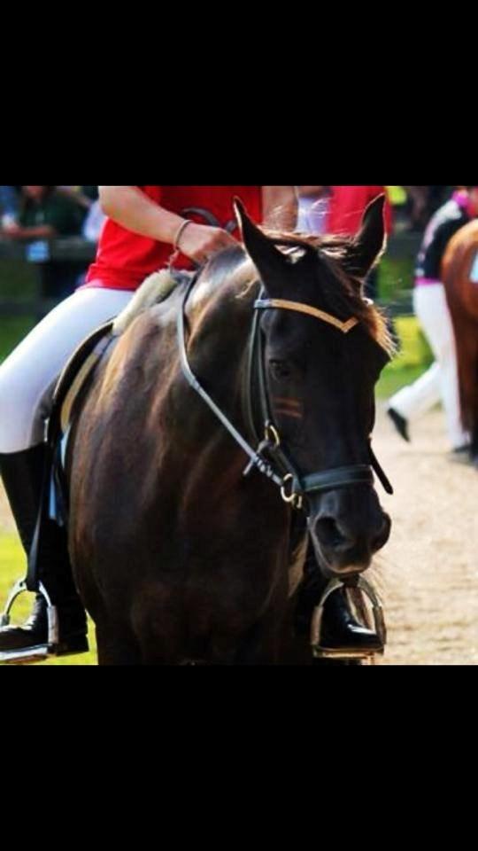 New Forest Angels Ditch Ana Rosa - Monté løb <3 2013 dasnk-svensk cup 1. plads billede 2