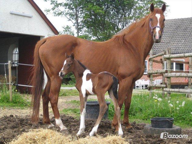 Fuldblod (XX) Macho Dancer (Ire) billede 6