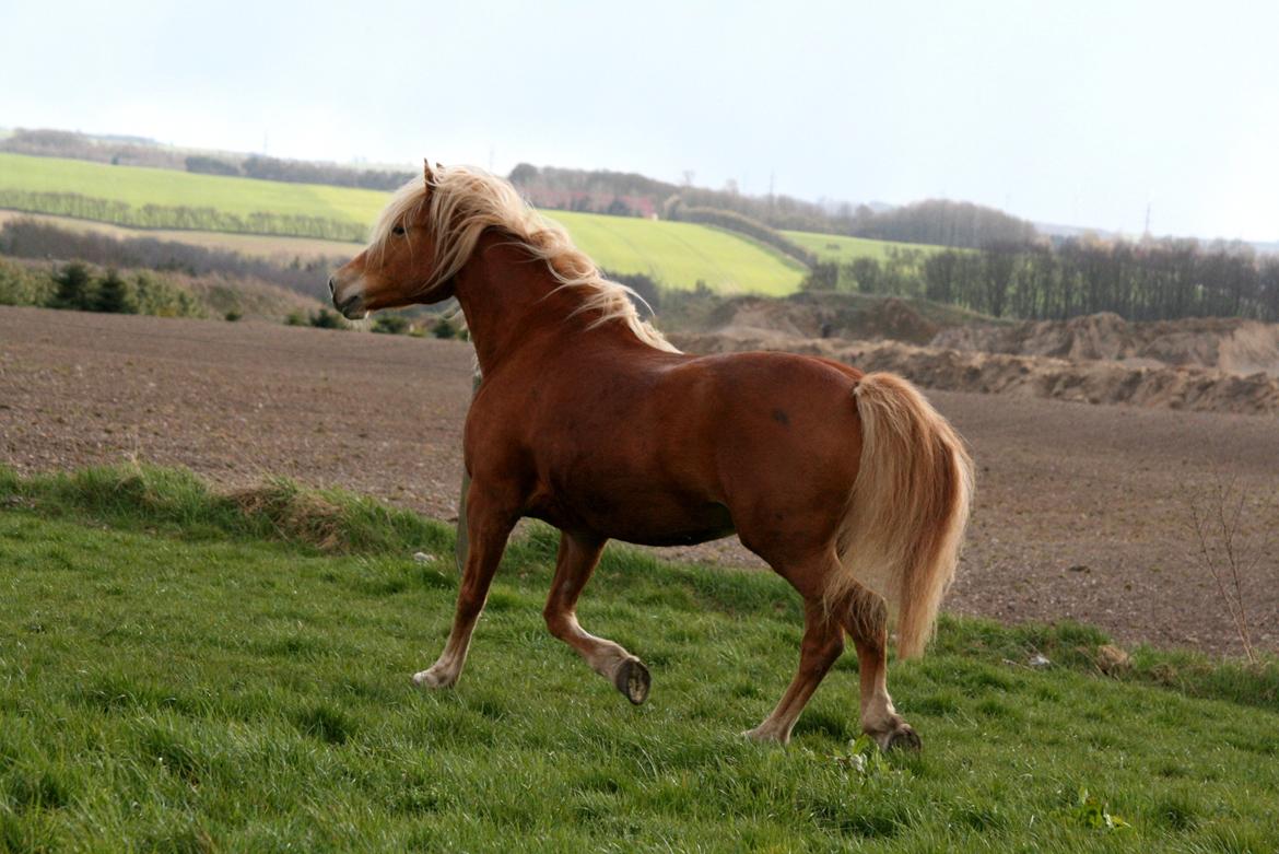 Anden særlig race Cha-Cha billede 3