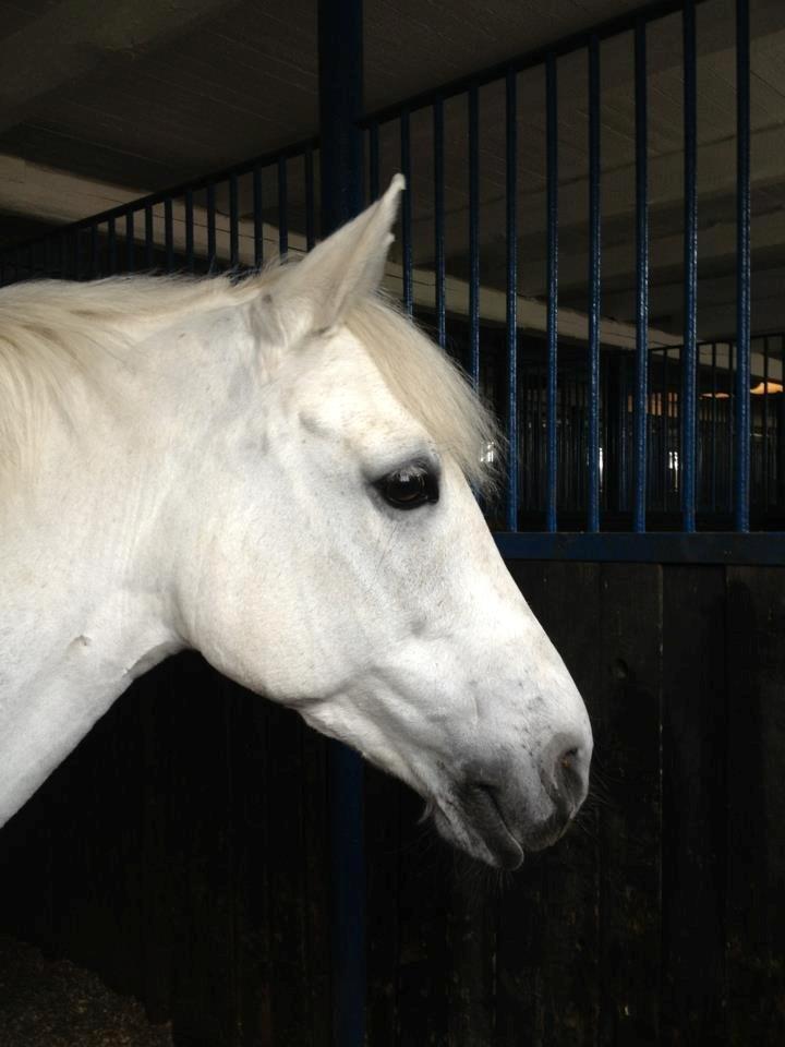 Anden særlig race Vestergaards Quick Step (B-Pony) - Smukke pony billede 3