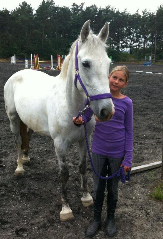 Irsk Sportspony Phantom billede 2