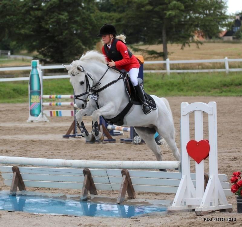 Anden særlig race Vestergaards Quick Step (B-Pony) - MB** 
HSK billede 4